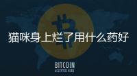 貓咪身上爛了用什么藥好得快？貓身上爛了用什么藥膏