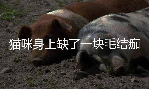 貓咪身上缺了一塊毛結痂(貓咪身上缺了一塊毛還很紅)