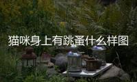 貓咪身上有跳蚤什么樣圖片？貓咪身上有跳蚤是什么樣