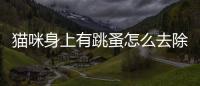 貓咪身上有跳蚤怎么去除(貓咪身上臭味怎么去除)