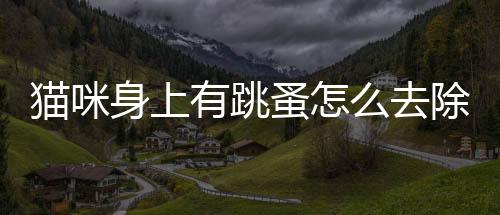 貓咪身上有跳蚤怎么去除(貓咪身上臭味怎么去除)