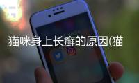 貓咪身上長癬的原因(貓咪身上長癬怎么辦)