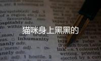貓咪身上黑黑的