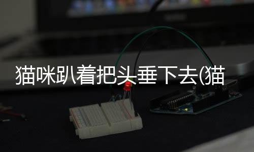 貓咪趴著把頭垂下去(貓咪睡覺把頭仰著)