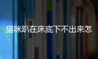 貓咪趴在床底下不出來怎么辦？貓咪趴在床底下一直叫