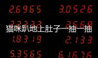 貓咪趴地上肚子一抽一抽的(摸貓咪時(shí)肚子趴地上怎么回事)