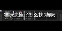 貓咪跑掉了怎么找(貓咪要怎么養(yǎng))
