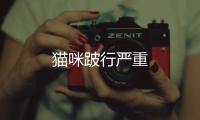 貓咪跛行嚴(yán)重