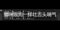貓咪跟狗一樣吐舌頭喘氣