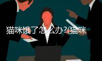 貓咪餓了怎么辦?(貓咪餓的奄奄一息了怎么辦)