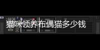 貓咪領(lǐng)養(yǎng)布偶貓多少錢  布偶貓 領(lǐng)養(yǎng)