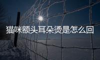 貓咪額頭耳朵燙是怎么回事(貓咪額頭耳朵發(fā)熱是怎么回事)