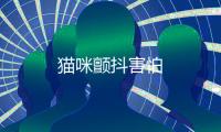 貓咪顫抖害怕