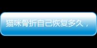 貓咪骨折自己恢復多久，貓咪骨折自己恢復要多久
