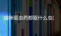 貓咪驅蟲藥都驅什么蟲(貓咪驅蟲用什么)