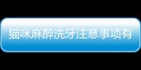 貓咪麻醉洗牙注意事項有哪些？貓咪麻醉洗牙注意事項是什么