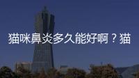 貓咪鼻炎多久能好啊？貓鼻炎多久可以好