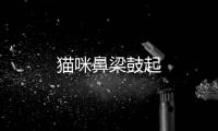 貓咪鼻梁鼓起
