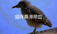 貓咪鼻涕帶血