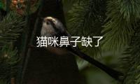 貓咪鼻子缺了