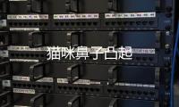 貓咪鼻子凸起