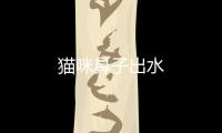 貓咪鼻子出水