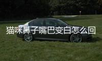 貓咪鼻子嘴巴變白怎么回事？貓咪鼻子嘴巴發白
