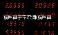 貓咪鼻子不濕潤(貓咪鼻子紅紅的濕潤)