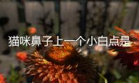 貓咪鼻子上一個小白點是什么？貓咪鼻子上一個小白點怎么回事