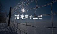 貓咪鼻子上黑