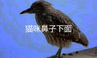 貓咪鼻子下面