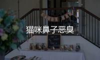貓咪鼻子惡臭