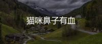 貓咪鼻子有血