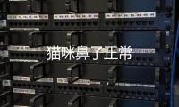 貓咪鼻子正常
