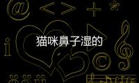 貓咪鼻子濕的