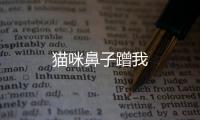 貓咪鼻子蹭我