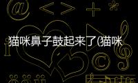 貓咪鼻子鼓起來了(貓咪鼻子不通氣像鼻塞一直打噴嚏)