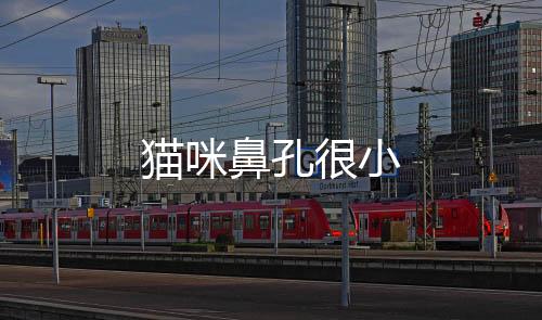 貓咪鼻孔很小