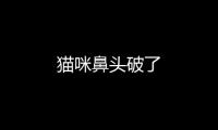 貓咪鼻頭破了