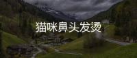 貓咪鼻頭發(fā)燙