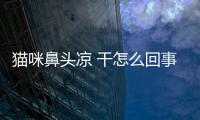 貓咪鼻頭涼 干怎么回事？貓咪鼻頭涼涼的正常嗎