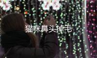 貓咪鼻頭掉毛