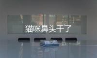 貓咪鼻頭干了