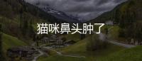 貓咪鼻頭腫了