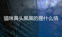 貓咪鼻頭黑黑的是什么情況(貓咪鼻頭黑色是不好的寓意)