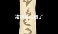 貓咪鼻尖破了