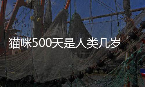 貓咪500天是人類幾歲的？貓五十天有多大