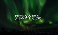 貓咪9個(gè)奶頭