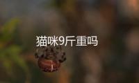 貓咪9斤重嗎