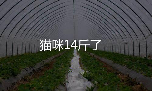 貓咪14斤了